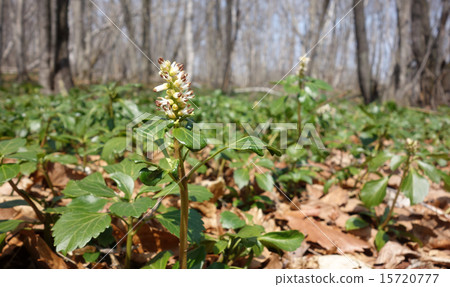 Family Hokkaido Family Hokkaido 15720777