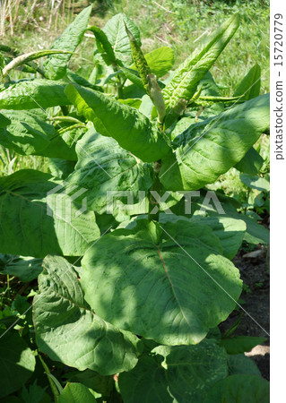 The young leaves of the albatross 15720779