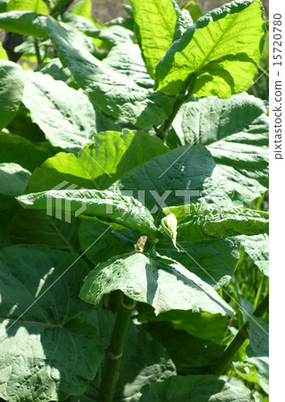 The young leaves of the albatross The young leaves of the albatross 15720780