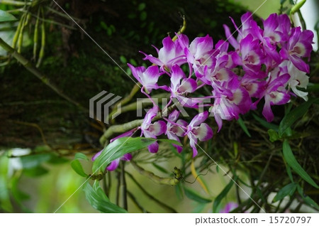 在Akane-shi村莊的村莊拍攝的準備 15720797