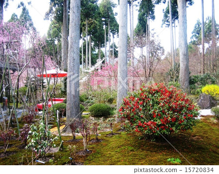 春天日本庭園 春天日本庭園 15720834