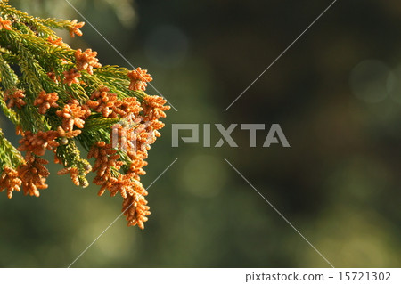 Cedar cedar grown up Cedar cedar grown up 15721302