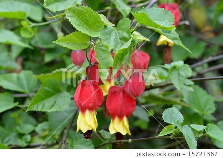 Tyrolean lamp 15721362