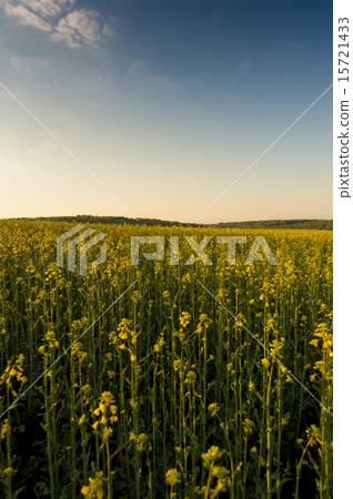 Blue sky and yellow field 15721433