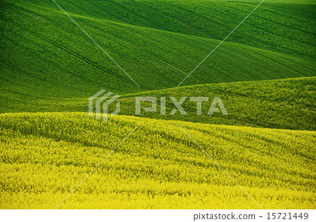 Rapeseed yellow green field in spring Rapeseed yellow green field in spring 15721449