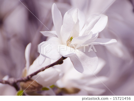 Magnolia white  flowers Magnolia white  flowers 15721456