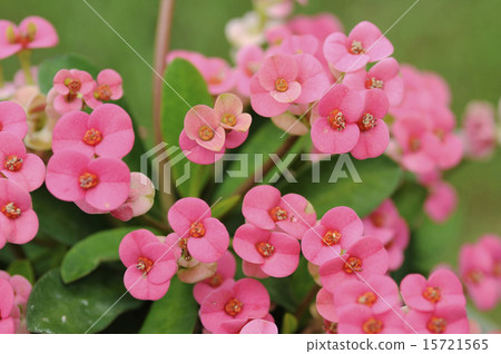 Flower giraffe 15721565