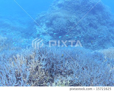Branches of Okinawa · Iriomote Island Coral reef and tropical fish 15721625