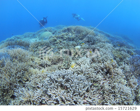 Branches of Okinawa · Iriomote Island Coral reef and tropical fish 15721629