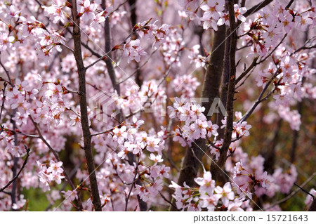 城堡在心中 15721643