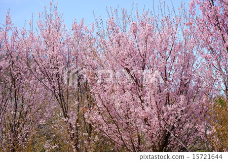 Tokai cherry tree 15721644
