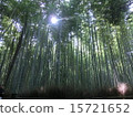 Komorebi 15721652