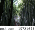  竹林 15721653