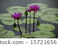 蓮花 15721656