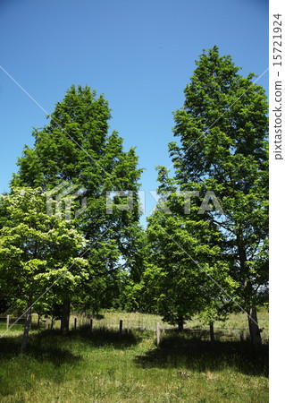 Fresh green tree 15721924