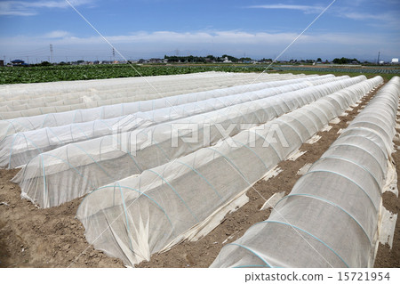 乙烯基的房子 15721954