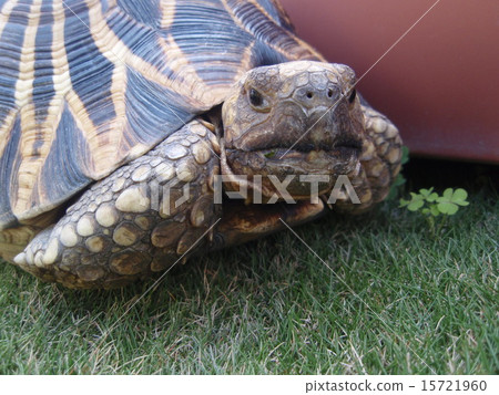 Taking a walk of a tortoise 15721960