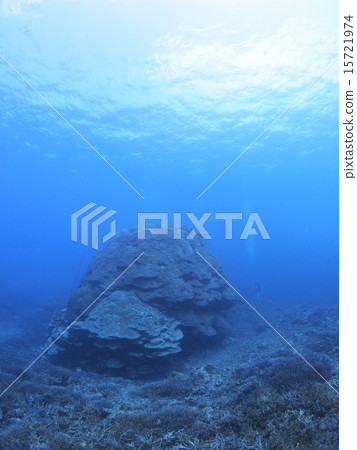 Large coral with presence in Iriomote Island, Okinawa Large coral with presence in Iriomote Island, Okinawa 15721974