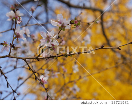 與後邊銀杏樹黃色葉子的冬天櫻桃樹 15721981