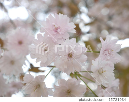 Narano Kokonae Zakura Narano Kokonae Zakura 15721984