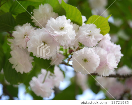 Narano yaezakura 15721985