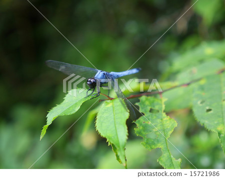 鹽卡拉通博 15721986