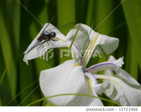 Shiokaratombo用白花花休息羽毛 15721988