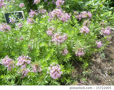Pink flowers of Phocis Sti Rosa coloring early summer 15722005