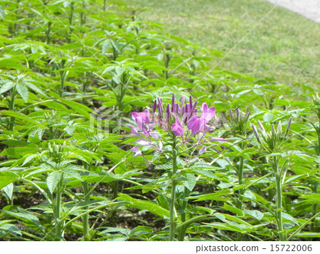 奶油紫花叫松鼠花 15722006