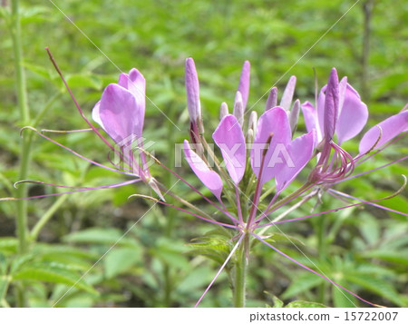 奶油紫花叫松鼠花 15722007
