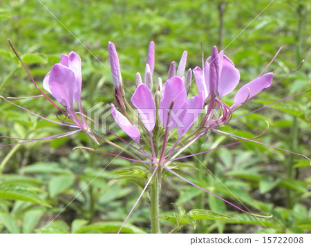 奶油紫花叫松鼠花 15722008