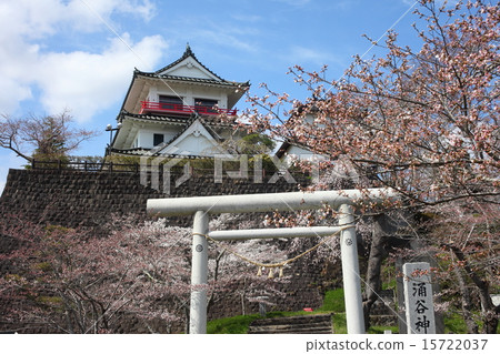 Cherry Blossom Wakuya Castle Cherry Blossom Wakuya Castle 15722037