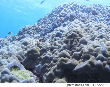 Up of big coral with presence in Okinawa · Iriomote Island 15722086