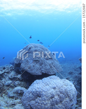 Large coral with presence in Iriomote Island, Okinawa Large coral with presence in Iriomote Island, Okinawa 15722087