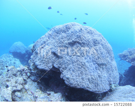 Large coral with presence in Iriomote Island, Okinawa Large coral with presence in Iriomote Island, Okinawa 15722088