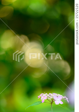 Hydrangea at the Kyoto Prefectural Botanical Garden 15722120