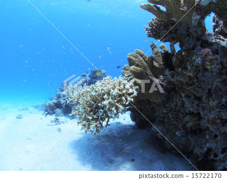 Coral and tropical fish dotted in sandy areas of Okinawa · Iriomote Island Coral and tropical fish dotted in sandy areas of Okinawa · Iriomote Island 15722170