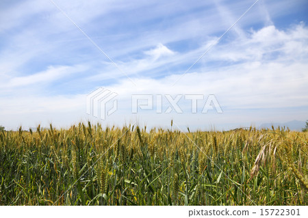Wheat field and blue sky Wheat field and blue sky 15722301