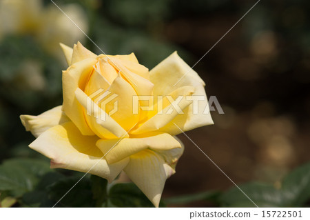 Tianjin Otome (Rose) Tianjin Otome (Rose) 15722501