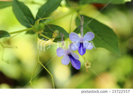 Clarodendorum Ugandense 15722557