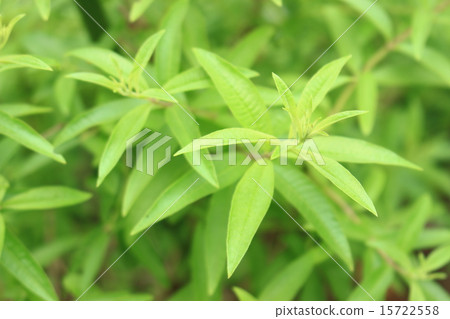 Lemon verbena Lemon verbena 15722558