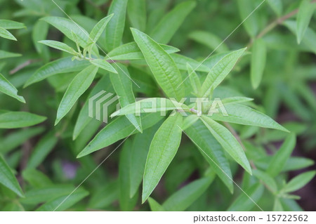 Lemon verbena 15722562