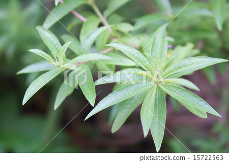 檸檬馬鞭草 檸檬馬鞭草 15722563