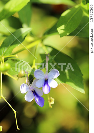 Clarodendorum Ugandense Clarodendorum Ugandense 15722566