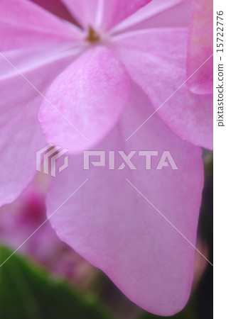 舞會花瓣粉紅色 舞會花瓣粉紅色 15722776