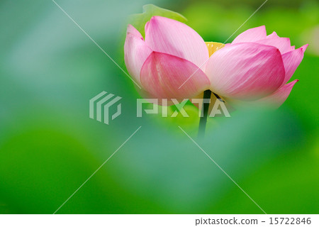 世博會紀念公園的蓮花 世博會紀念公園的蓮花 15722846