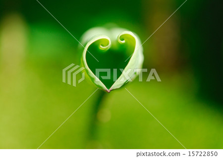 世博會紀念公園的蓮花 15722850