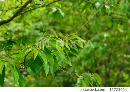 图库照片 山毛榉科(植物种类 板栗 日本栗