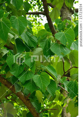 樹：黃色cantalaceae 15723034