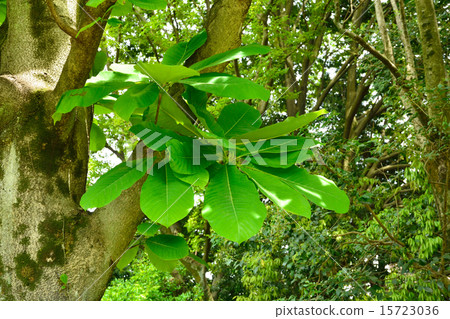 Tree: Family Magnoliaceae 15723036